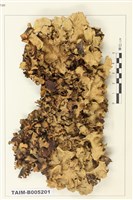 藏品(腎島衣屬)的圖片